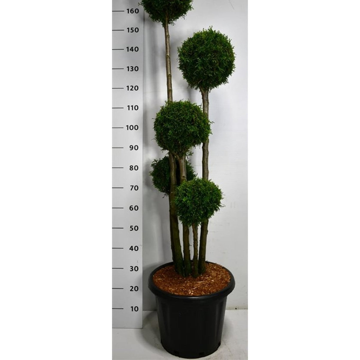 Thuja – Thuja occidentalis 'Smaragd' - C25 125-150 cm. Multibol